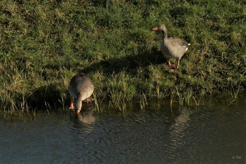 bdvogels18 01.JPG - Vogels 2018